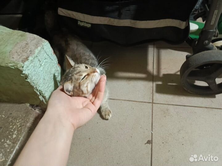 Кошка Ласка Спасите