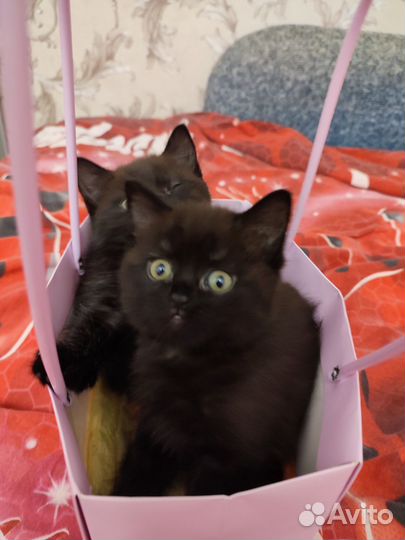 Котята