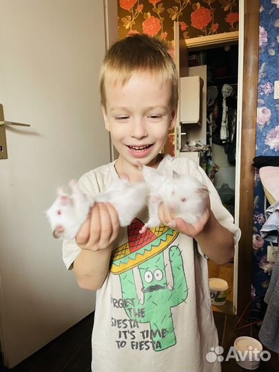 Трогательные хомяки Прокат хомячков