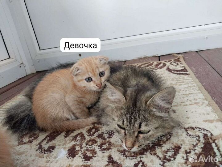 Домашние кошки