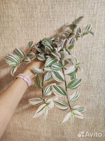 Черенок традесканции