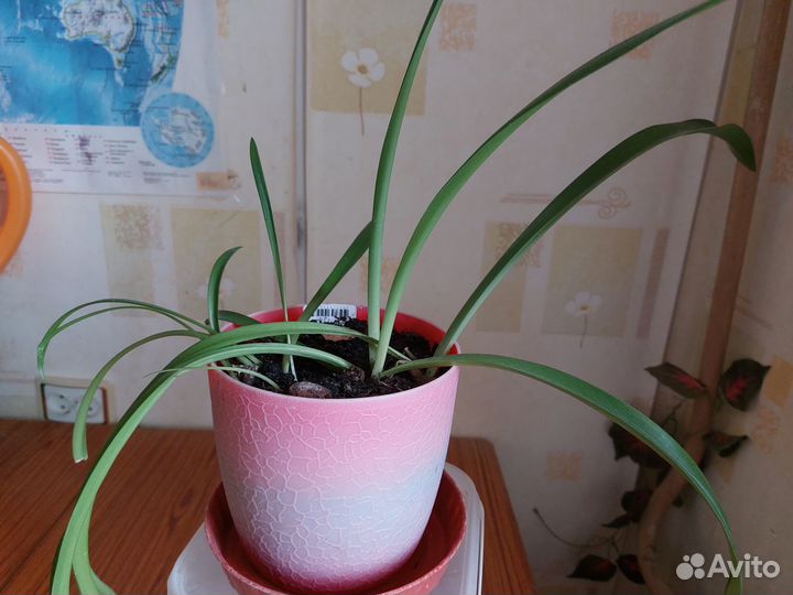 Алое, кактус, амарилис, аглоанема,цилиндрика, Юкка