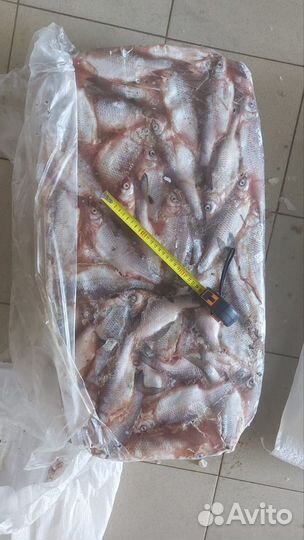 Рыба свежемороженая