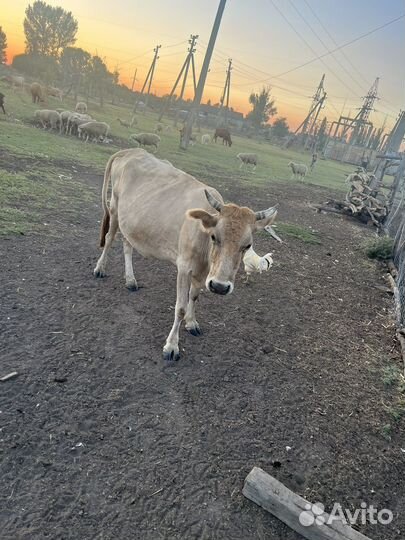 Село Туршунай