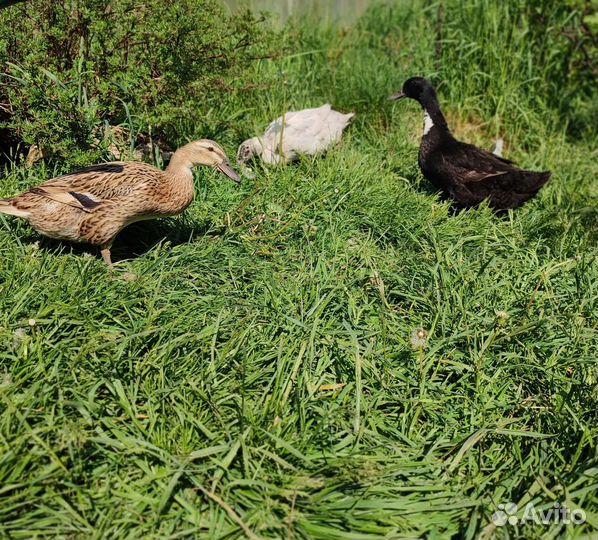 Яйцо куриное и утиное