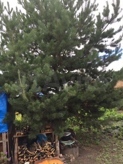 Участок 8,5 сот. (СНТ, ДНП)