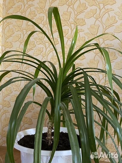 Пальма панданус