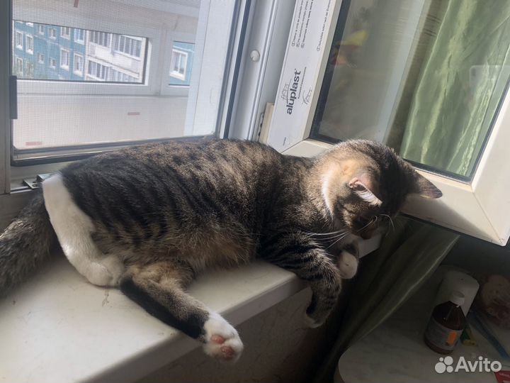 Передержка котов и кошек, присмотр за питомцем