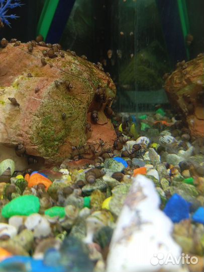 Улитки аквариумные