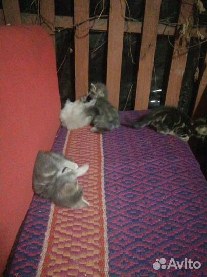 Котята в добрые руки