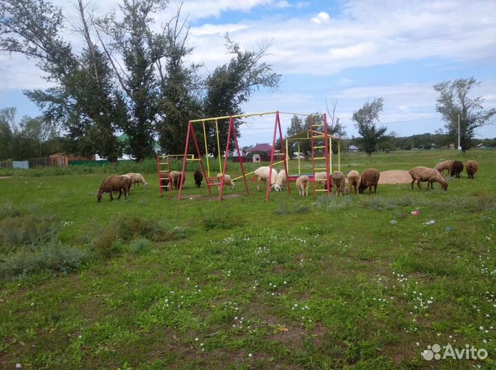 Курдючные бараны овцы