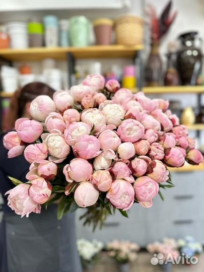 Пионы:Свежее поступление