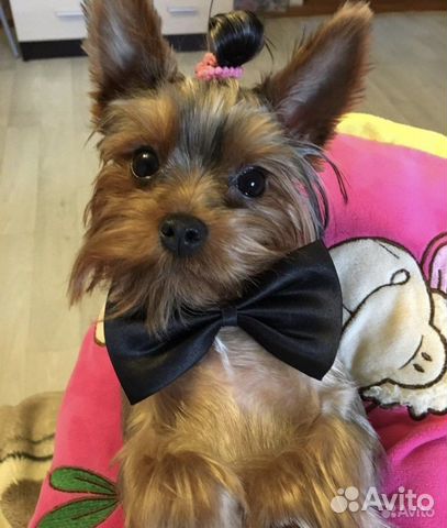 Йоркширский терьер,вязка