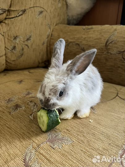 Декоративные кролики вислоухие