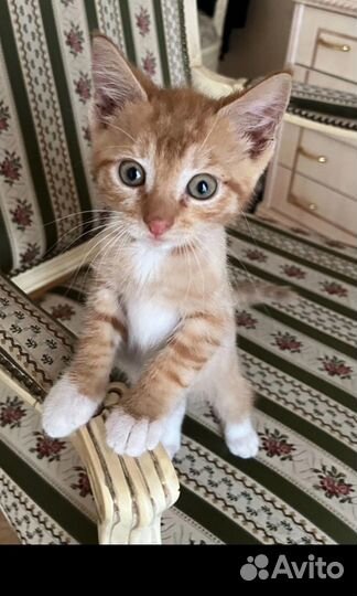 Котенок ищет добрые ручки