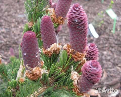 Ель колючая Лаки Страйк