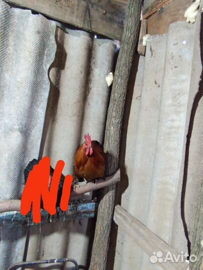 Карликовые куры/петухи