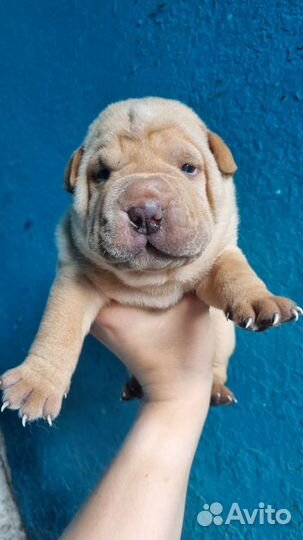 Щенки шарпей