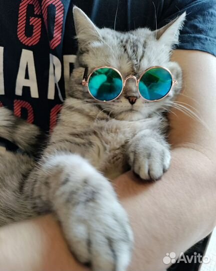 Очки для кота/игрушки прикол