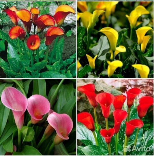 Каллы сортовые клубни