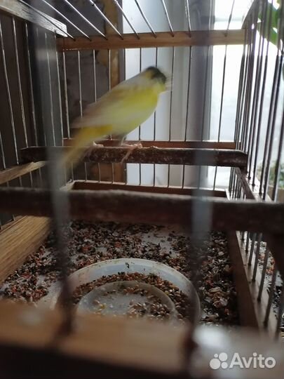 Кенара и канарейки