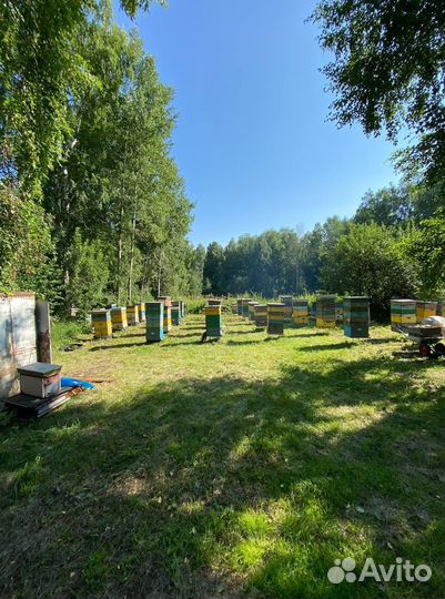 Мед Алтайское разнотравье оптом 2023