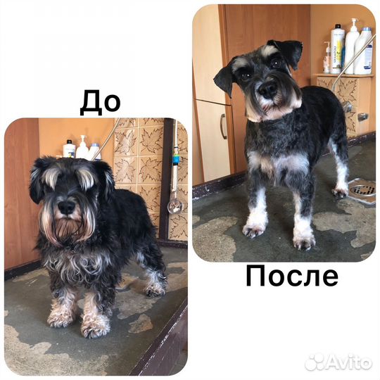 Груминг собак и кошек и передержка