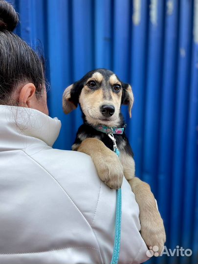 Милый щенок девочка в добрые руки