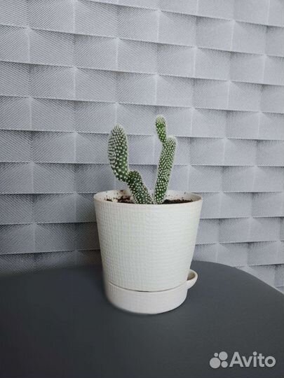 Кактус - Опунция