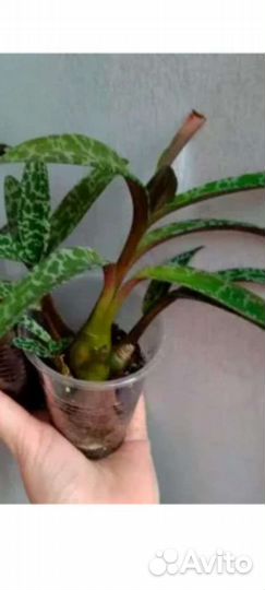 Ледебурия