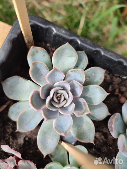 Суккуленты ч. 4