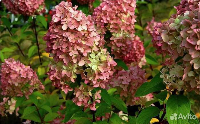 Гортензия Меджикал Кендел