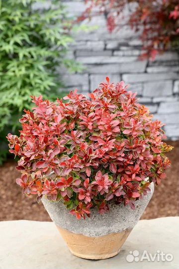 Барбарис тумберга саженцы в горшках