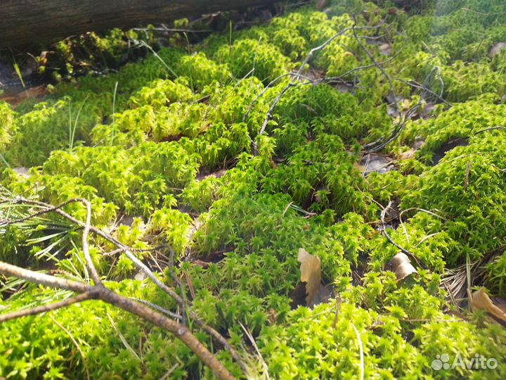 Мох сфагнум живой и сухой