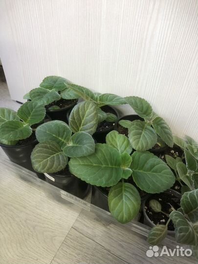 Глоксиния стакан 0,5л