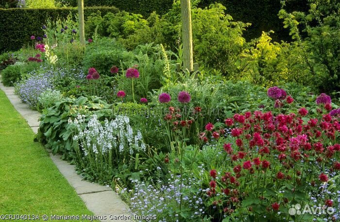 Водосбор. Саженцы, семена