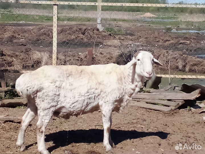 Баранчик на племя