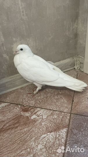 Ищу голубю дом