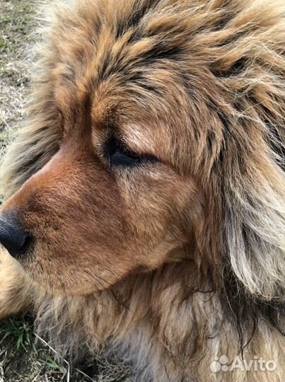 Вязка кабель тибетского мастифа