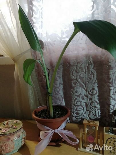 Цветок Эухарис или Амазонская лилия - энергетик