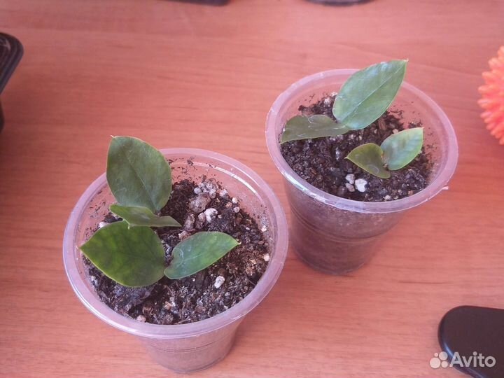 Замиокулькас