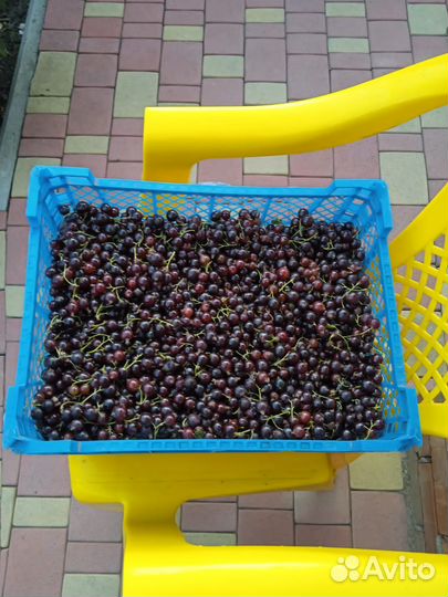 Ийошта(крыжовник со смородиной)