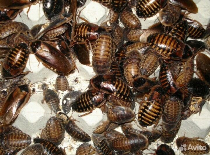 Аргентинский таракан Blaptica dubia блаптика