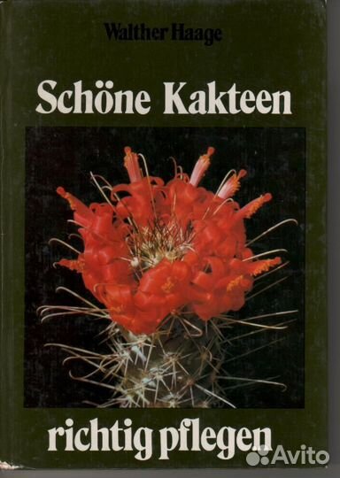 Schone Kakteen richtig pflegen Кактусы уход