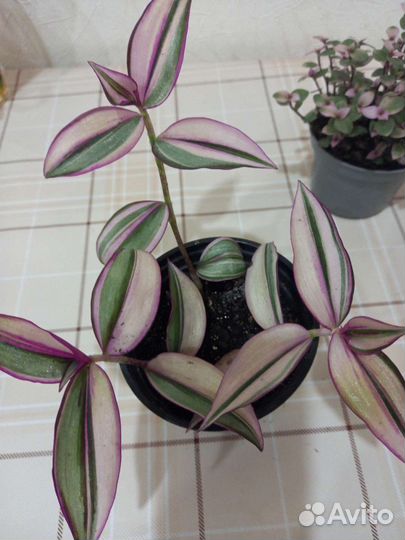 Традесканция