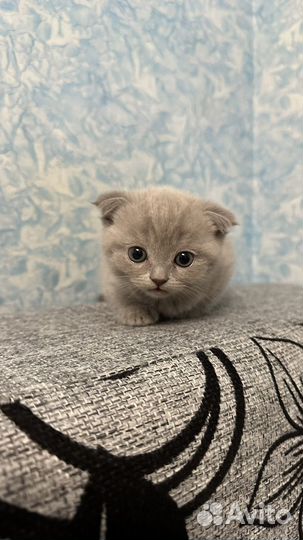 Британские котята