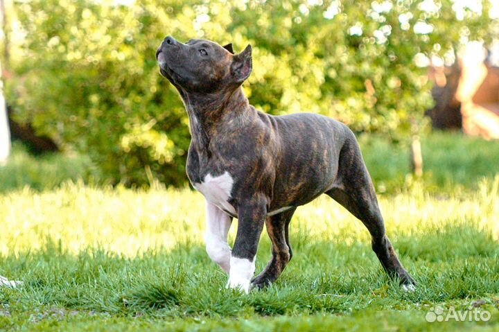 Американский булли тип XL
