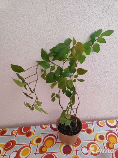 Комнатные растения, цветы