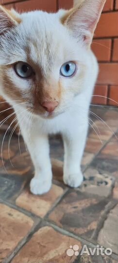 Котик бесплатно