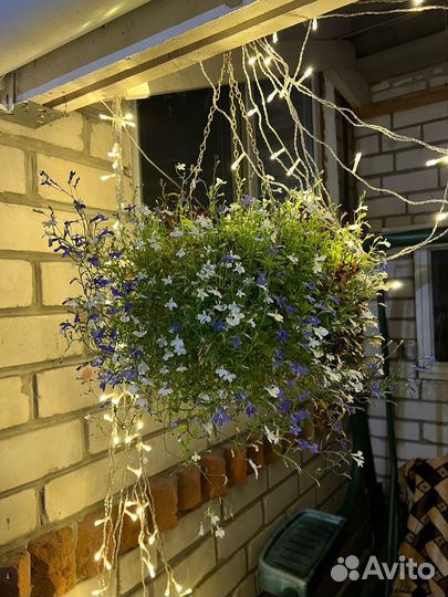 Цветы в кашпо